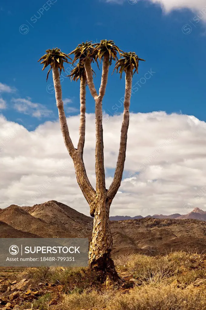 Giant Quiver Tree or Bastard Quiver Tree (Aloe pillansii), |Ai-|Ais Richtersveld Transfrontier Park, Provinz Nordkap, Republik Südafrika, Northern Cap...