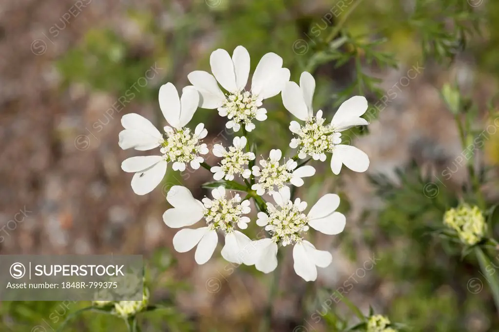 French Cow Parsley (Orlaya grandiflora), flowering, native to the Mediterranean, Thuringia, Germany