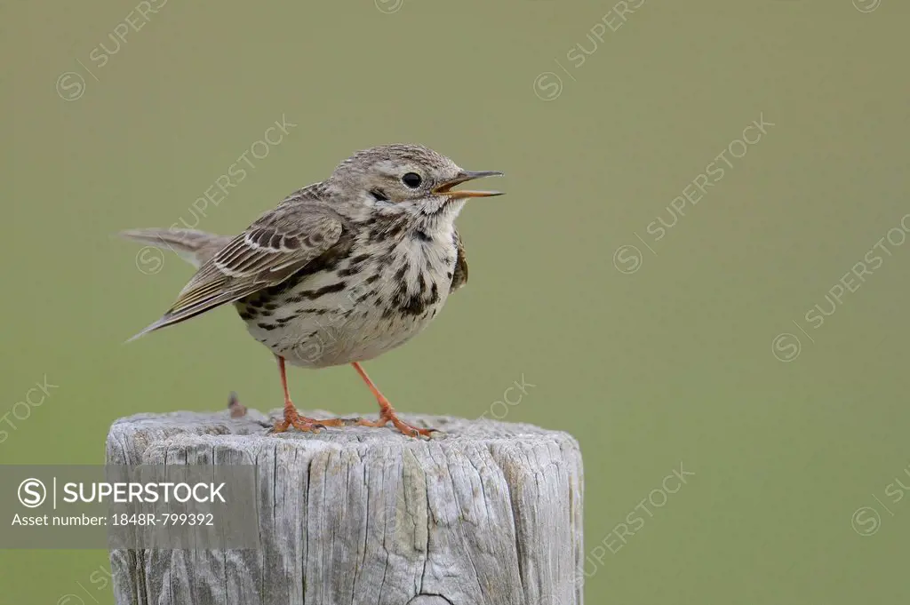 Meadow Pipit (Anthus pratensis) perched on a post, Buren, Ameland, The Netherlands