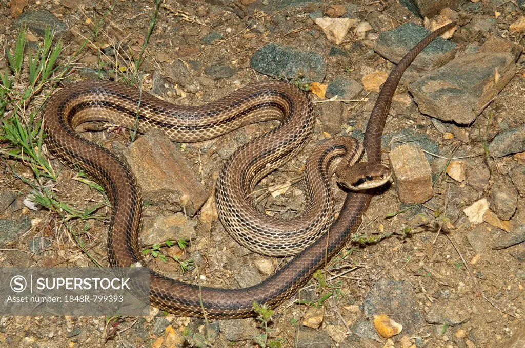 Four-lined Snake (Elaphe quatorlineata) basking in the sun, Kerkini-Seegebiet, Central Macedonia, Greece