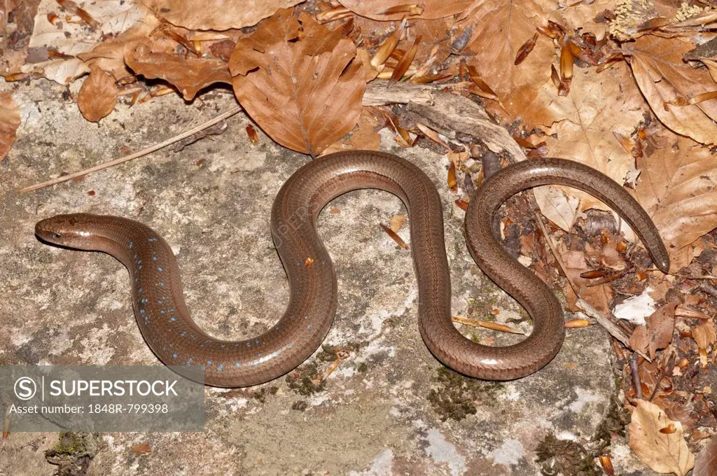 Slow Worm (Anguis fragilis) with blue spots basking in the sun, Mount Olympus, Litochoro, Central Macedonia, Greece