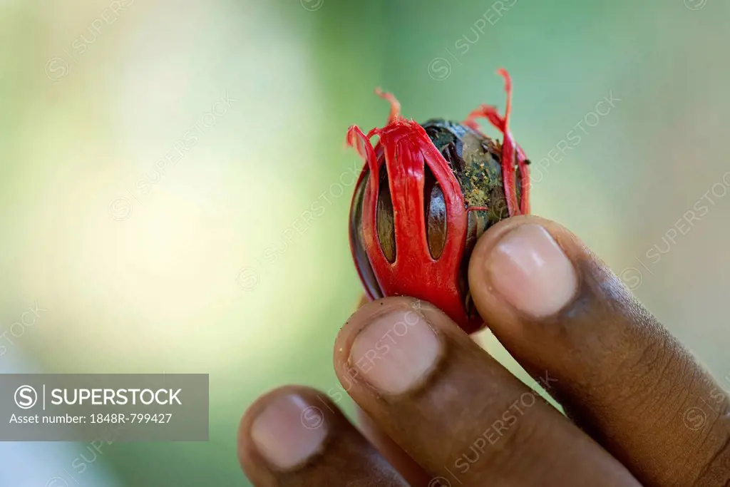 Nutmeg with mace (Myristica fragrans), Peermade, Kerala, India