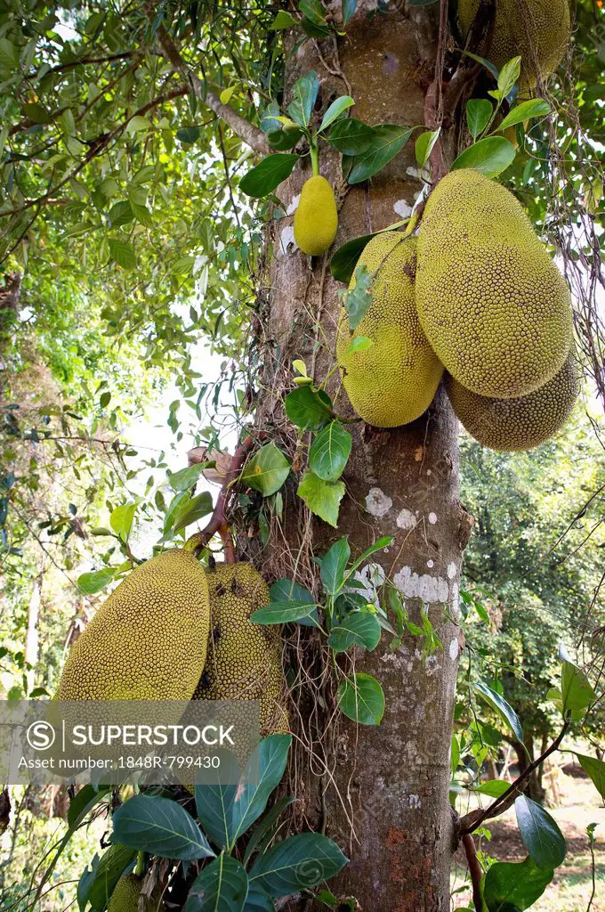 Jackfruit or Jack Tree (Artocarpus heterophyllus), fruit growing on the tree, Peermade, Kerala, India