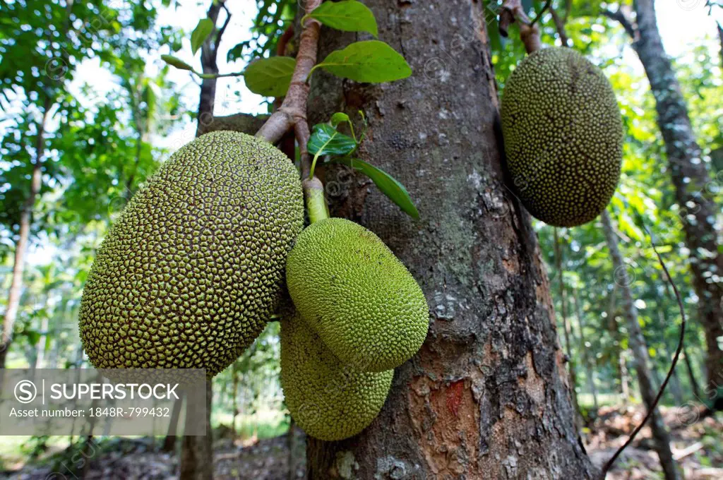 Jackfruit or Jack Tree (Artocarpus heterophyllus), fruit growing on the tree, Peermade, Kerala, India