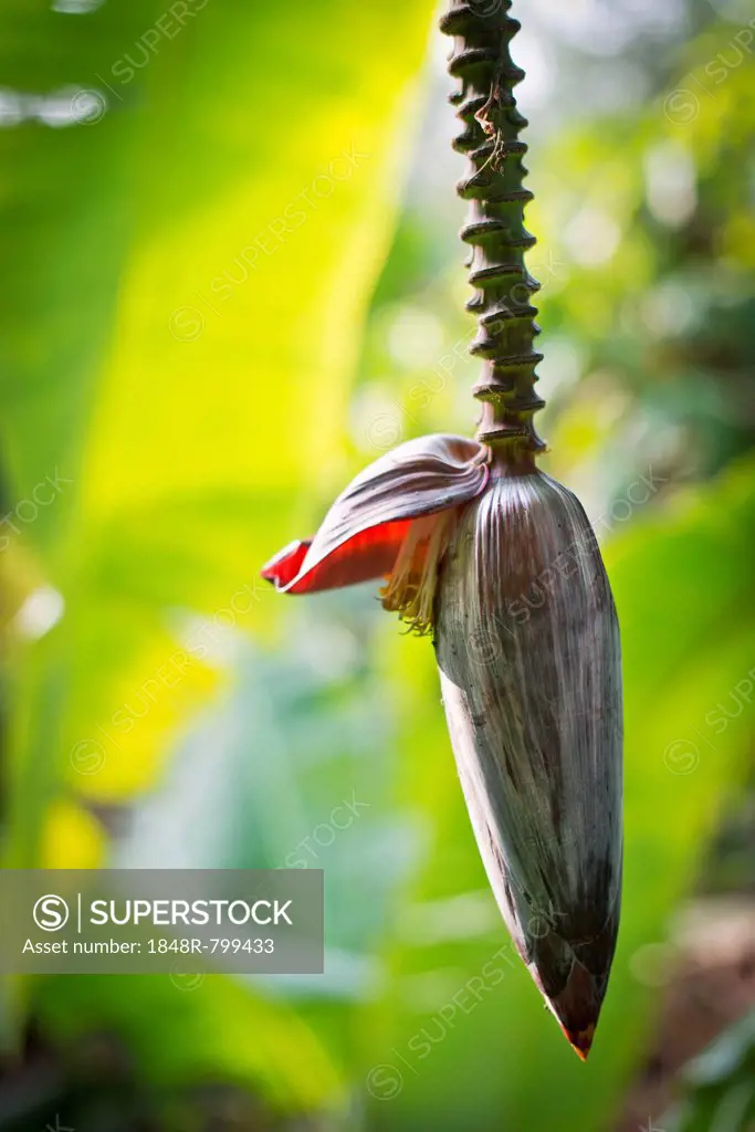 Banana flower (Musa paradisiaca), Peermade, Kerala, India