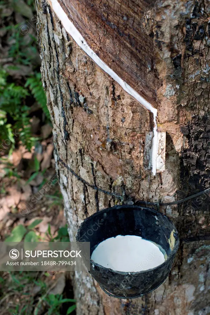 Incised Rubber Tree (Hevea brasiliensis) with collecting vessel, natural rubber production on a plantation, Peermade, Kerala, India