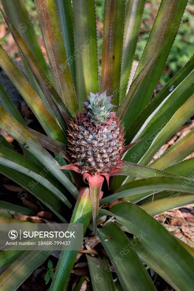 Pineapple (Ananas comosus), plant, Peermade, Kerala, India