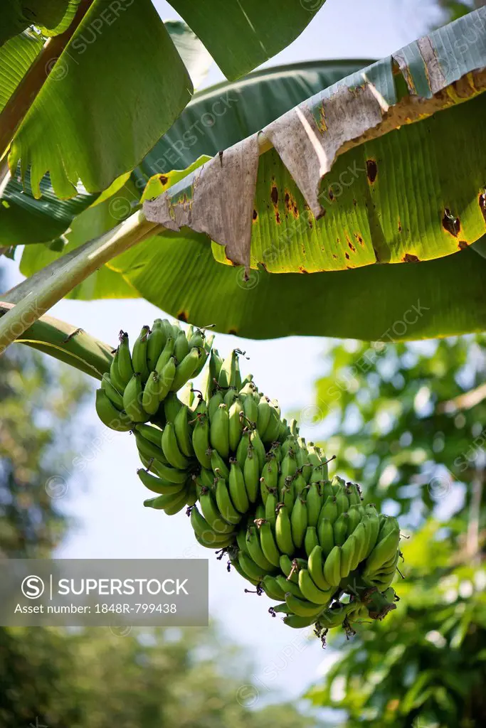 Banana Plant (Musa paradisiaca), Peermade, Kerala, India