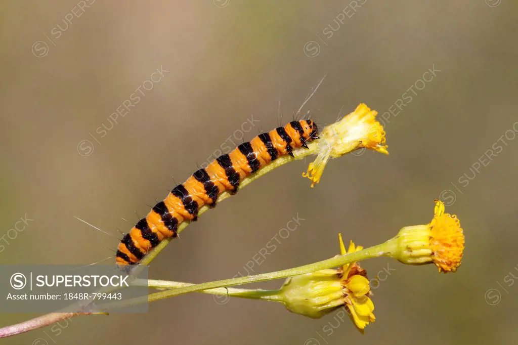 Cinnabar Moth (Tyria jacobaeae), caterpillar feeding on yellow ragwort flowers (Senecio sp.), Altenseelbach, Neunkirchen, North Rhine-Westphalia, Germ...