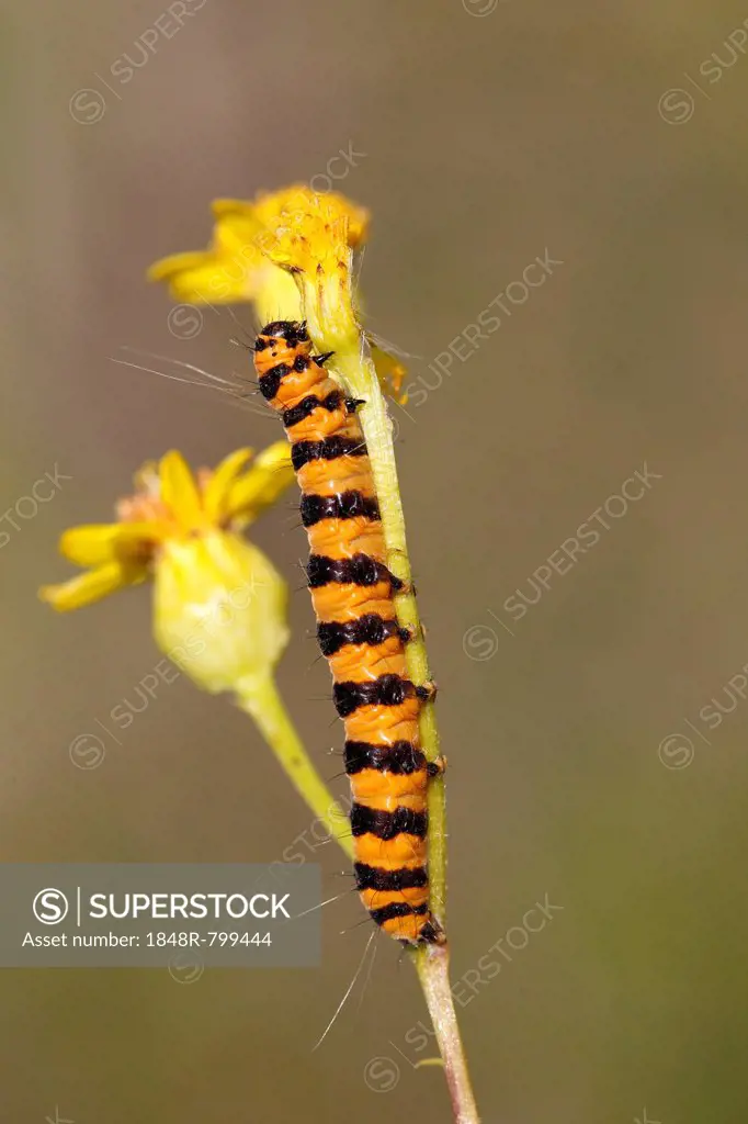 Cinnabar Moth (Tyria jacobaeae), caterpillar feeding on yellow ragwort flowers (Senecio sp.), Altenseelbach, Neunkirchen, North Rhine-Westphalia, Germ...