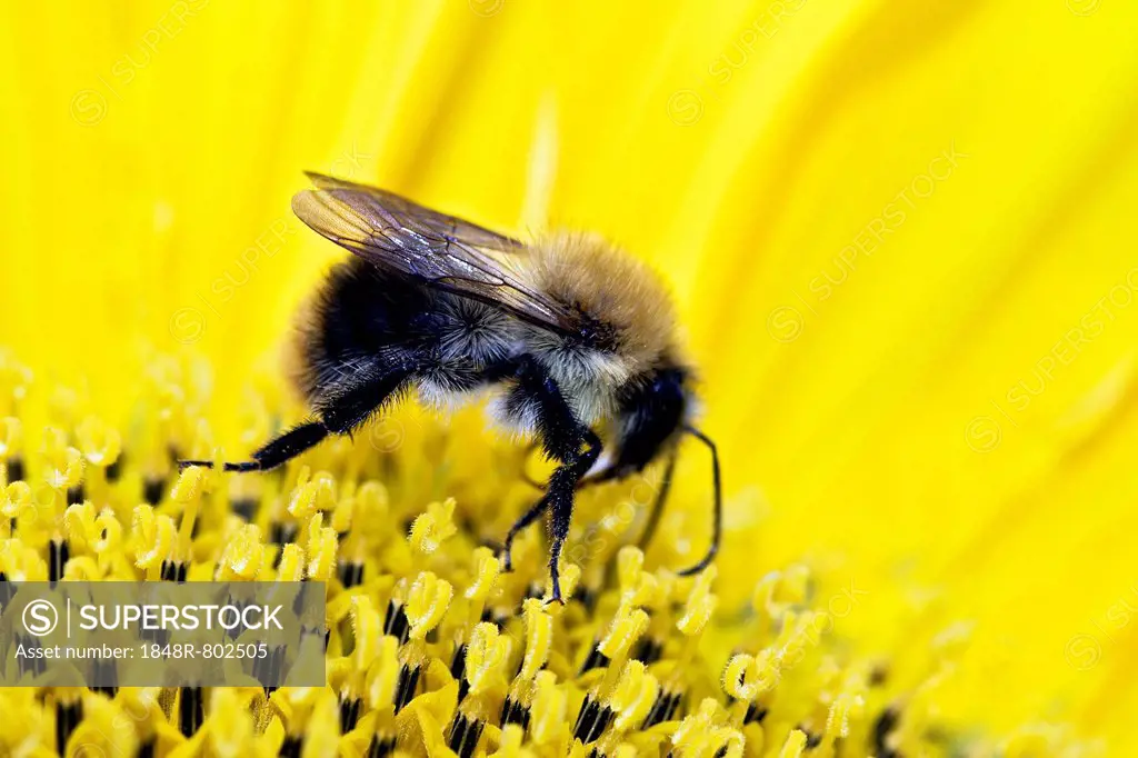 Bumblebee (Bombus sp.) collecting nectar and pollen on a sunflower, Berlin, Berlin, Germany