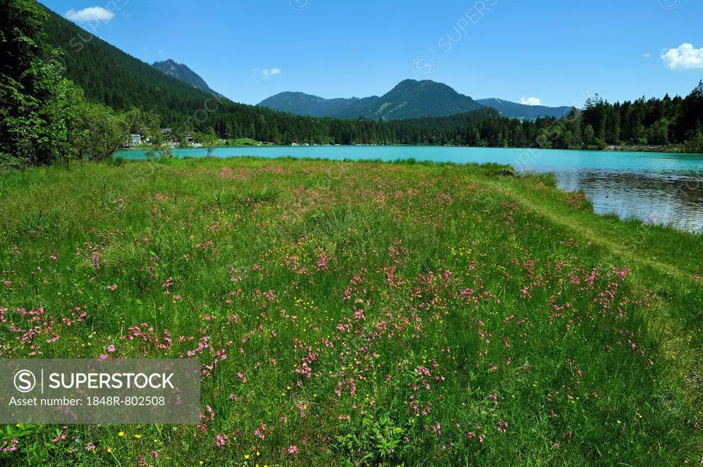 Blooming meadow with Ragged Robin (Lychnis flos-cuculi) beside the shimmering green Lake Hintersee, Ramsau bei Berchtesgaden, Berchtesgadener Land Dis...