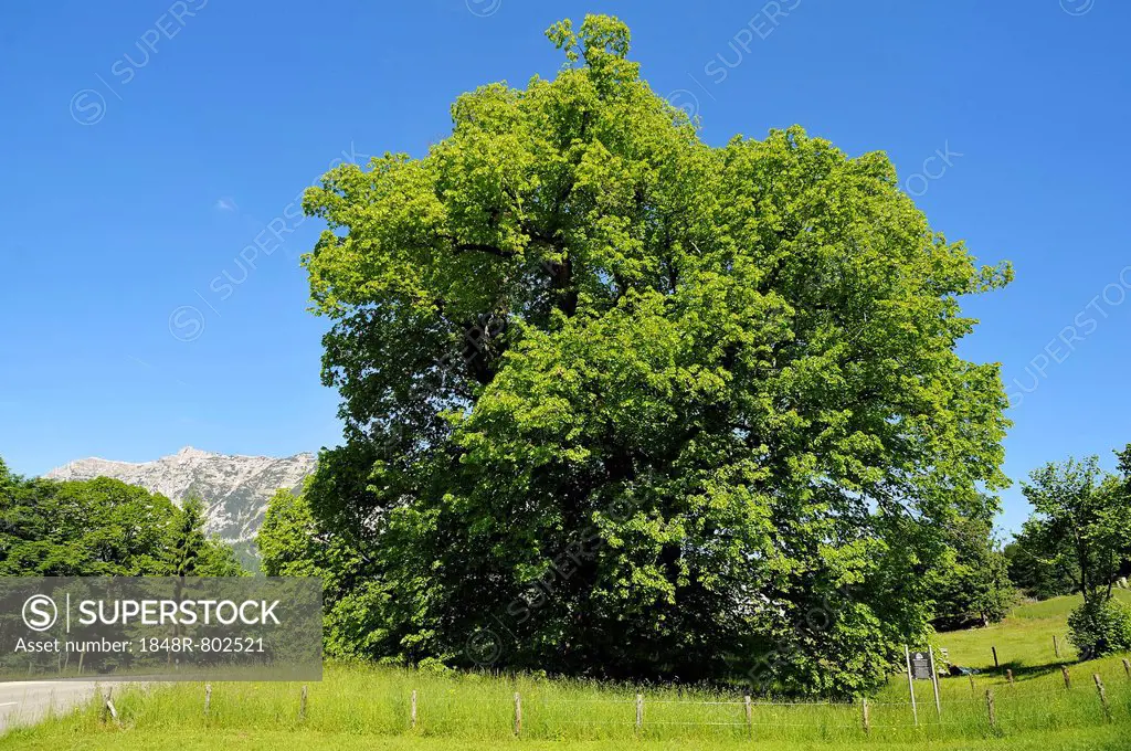 Hindenburg-Linde, lime tree, 1100 years, Large-leaved Lime (Tilia platyphyllos), height 30m, girth 11.5m, Ramsau bei Berchtesgaden, Berchtesgadener La...