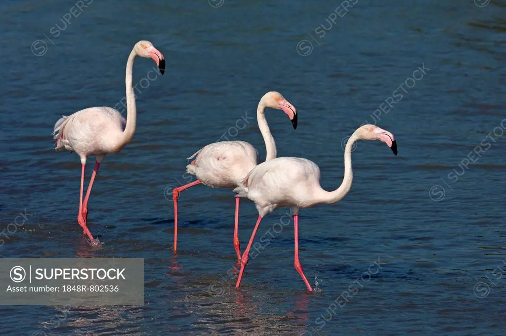 Greater Flamingos (Phoenicopterus roseus) wading in water, Camargue, France