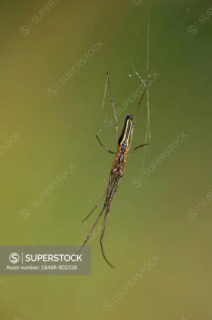 Long-jawed Spider (Tetragnatha extensa), Versoix, Canton of Geneva, Switzerland