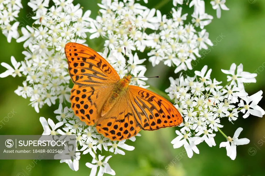 Silver-washed Fritillary (Argynnis paphia) perched on a Chervil plant (Anthriscus), Kanton Zug , Switzerland