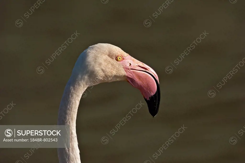 Greater Flamingo (Phoenicopterus roseus), portrait, Camargue, France