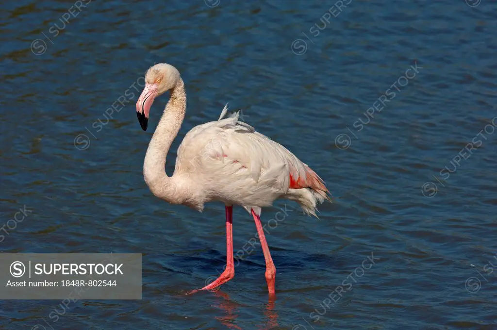 Greater Flamingo (Phoenicopterus roseus), wading in shallow water, Camargue, France