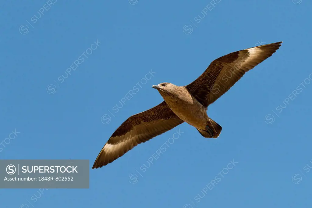 Skua (Stercorarius skua) in flight, Mykines, Faroe Islands, Denmark
