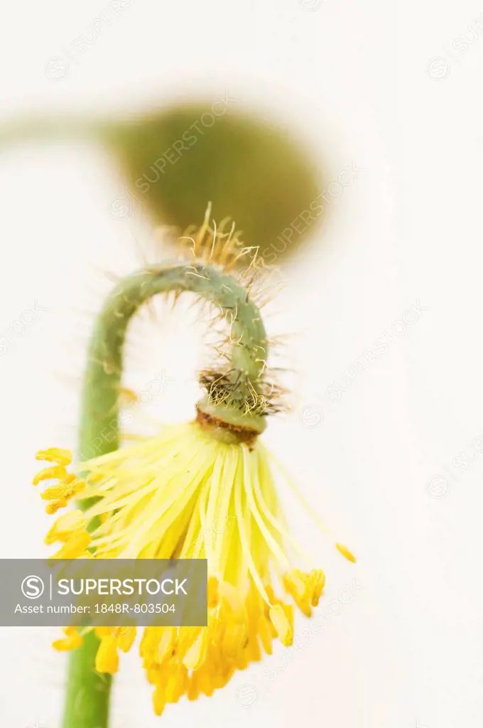 Iceland poppy (Papaver nudicaule),