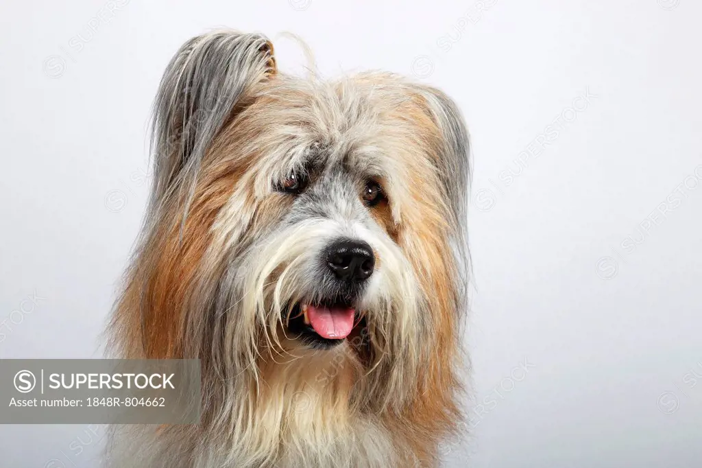 Elo or Great Elo breed of dog, male, portrait, Germany