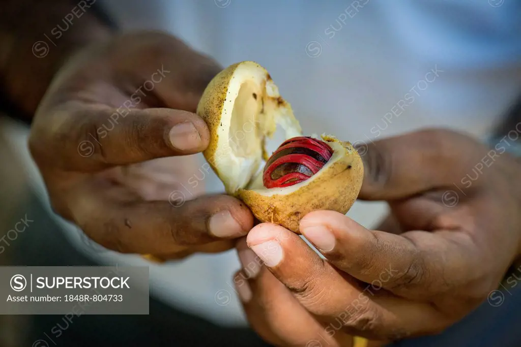 Hands holding a nutmeg with mace (Myristica fragrans) in its shell, Peermade, Kerala, India