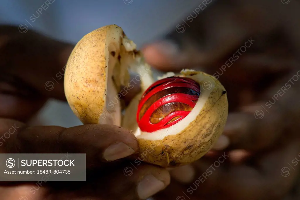 Hands holding a nutmeg with mace (Myristica fragrans) in its shell, Peermade, Kerala, India