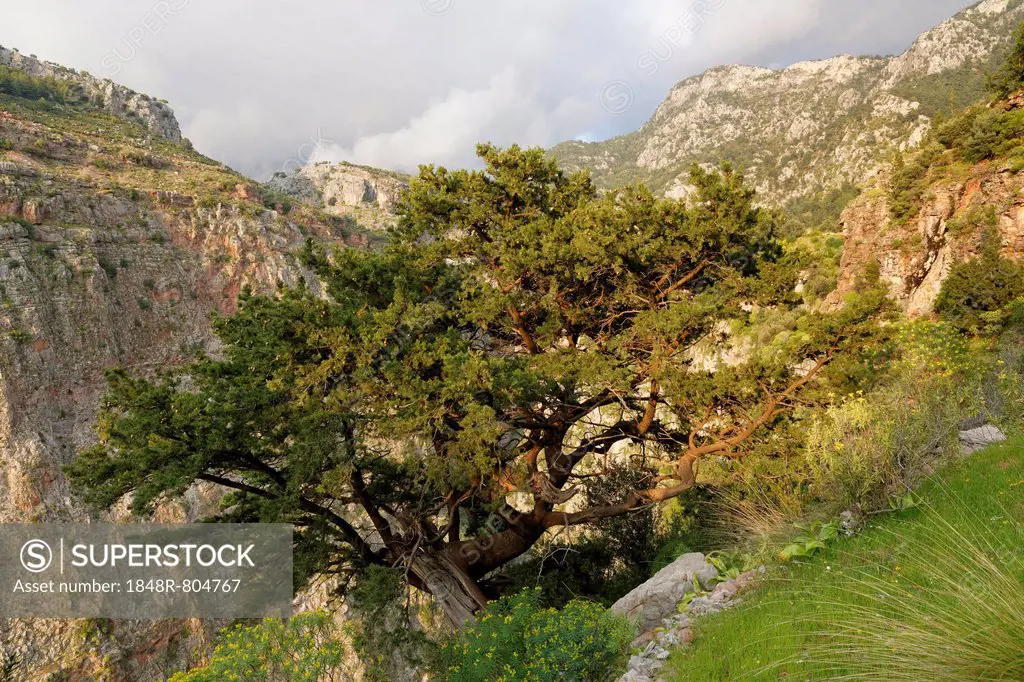 Phoenicean Juniper or Arr (Juniperus phoenicea), growing in Butterfly Valley or Kelebek Vadisi, Lycian coast, near Faralya, Mugla Province, Aegean re...
