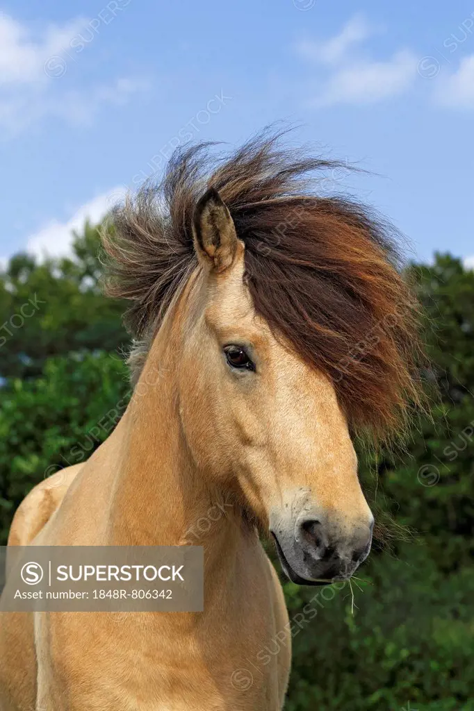 Icelandic Horse, gelding, portrait, Germany, Europe