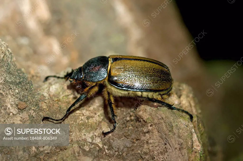 Scarab beetle (Scarabaeidae), Tandayapa region, Andean cloud forest, Ecuador, South America
