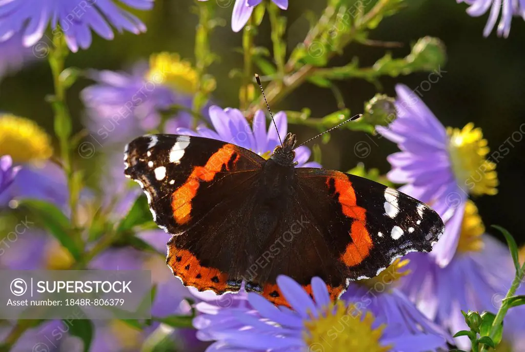 Red Admiral butterfly (Vanessa atalanta) on China Aster (Callistephus chinensis)