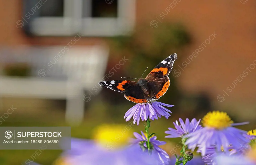 Red Admiral butterfly (Vanessa atalanta) on China Aster (Callistephus chinensis), PublicGround