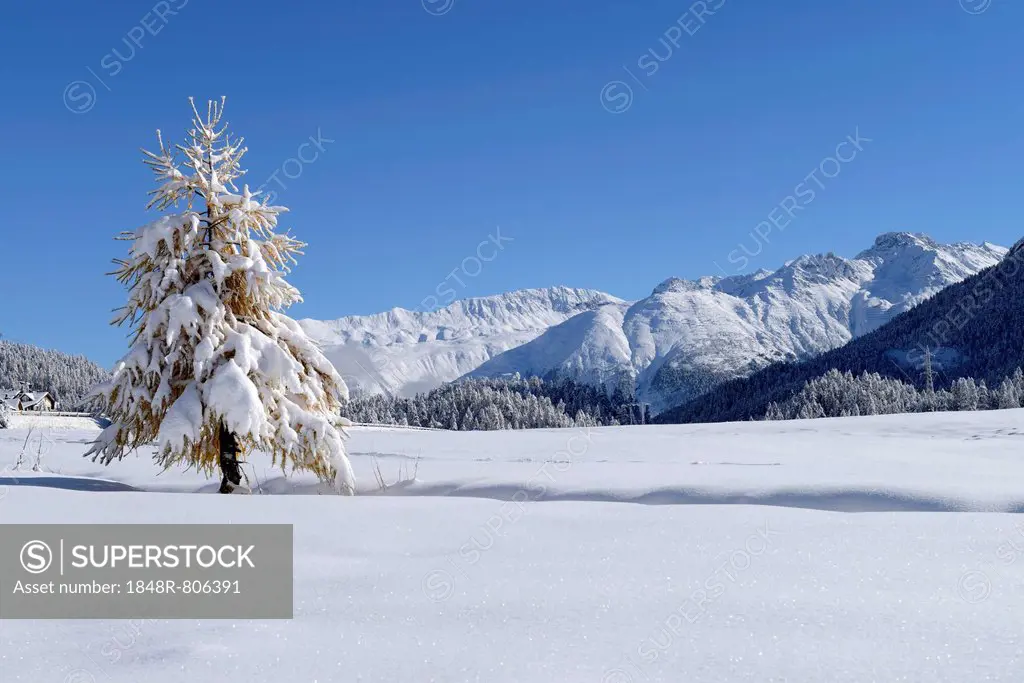 Snow-covered Larch (Larix) in a fresh snow-covered landscape, Silvaplana, Engadine, Grisons, Switzerland, Europe