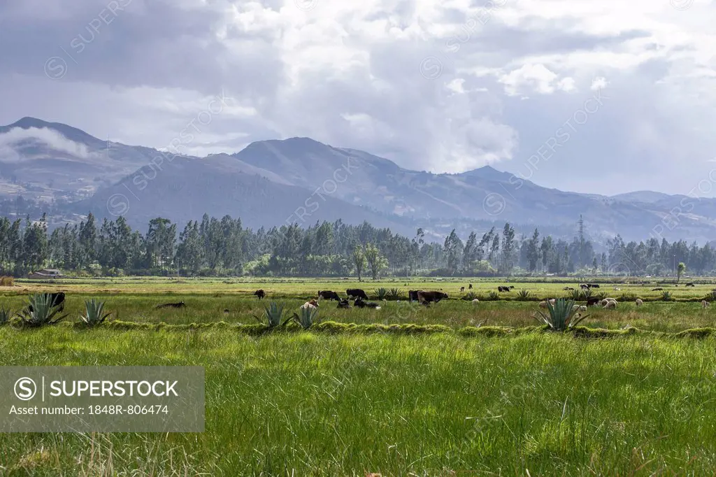 Pastures of the farm of La Collpa, Cajamarca, Peru, South America