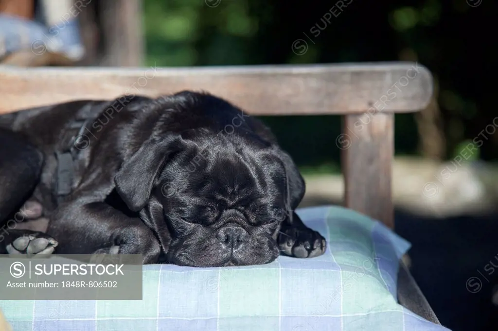 Black Pug dozing on a pillow