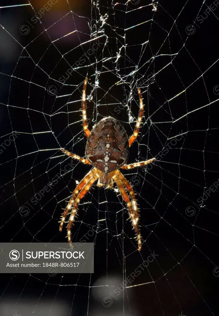 European Garden Spider, Diadem Spider or Cross Orbweaver (Araneus diadematus) in a web, Stuttgart, Baden-Wuerttemberg, Germany, Europe