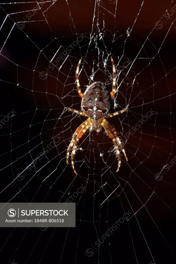 European Garden Spider, Diadem Spider or Cross Orbweaver (Araneus diadematus) in a web, Stuttgart, Baden-Wuerttemberg, Germany, Europe
