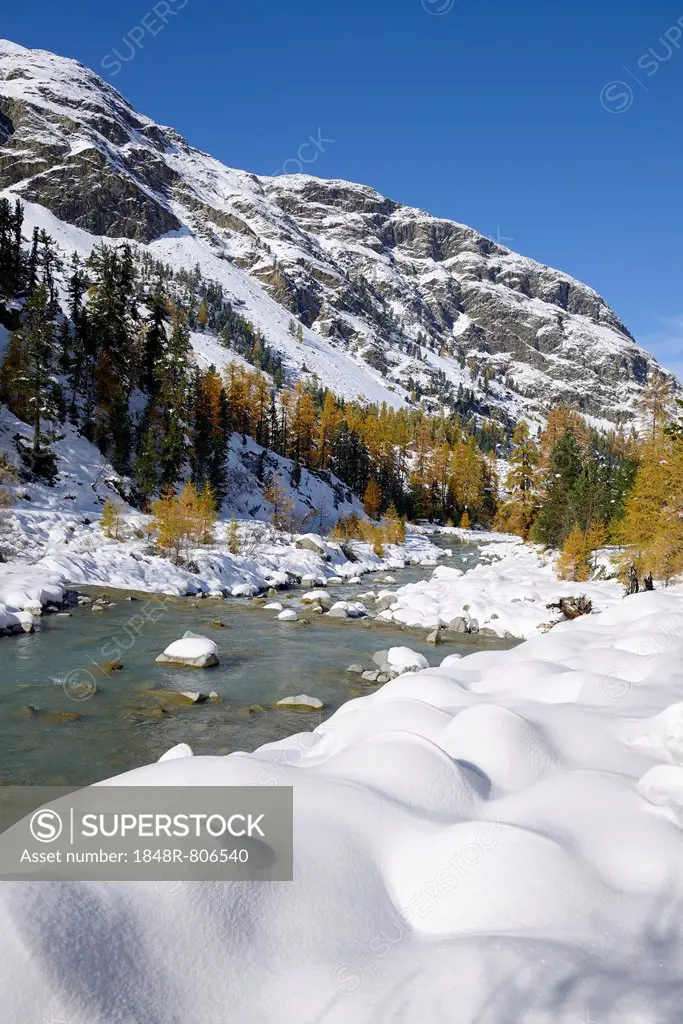 Autumnal coloured Larch (Larix) forest in the freshly snow-covered Val Roseg valley, Pontresina, Grisons, Engadine, Switzerland, Europe
