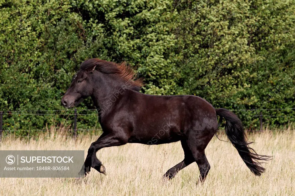 Icelandic horse (Equus przewalskii f caballus), black gelding galloping