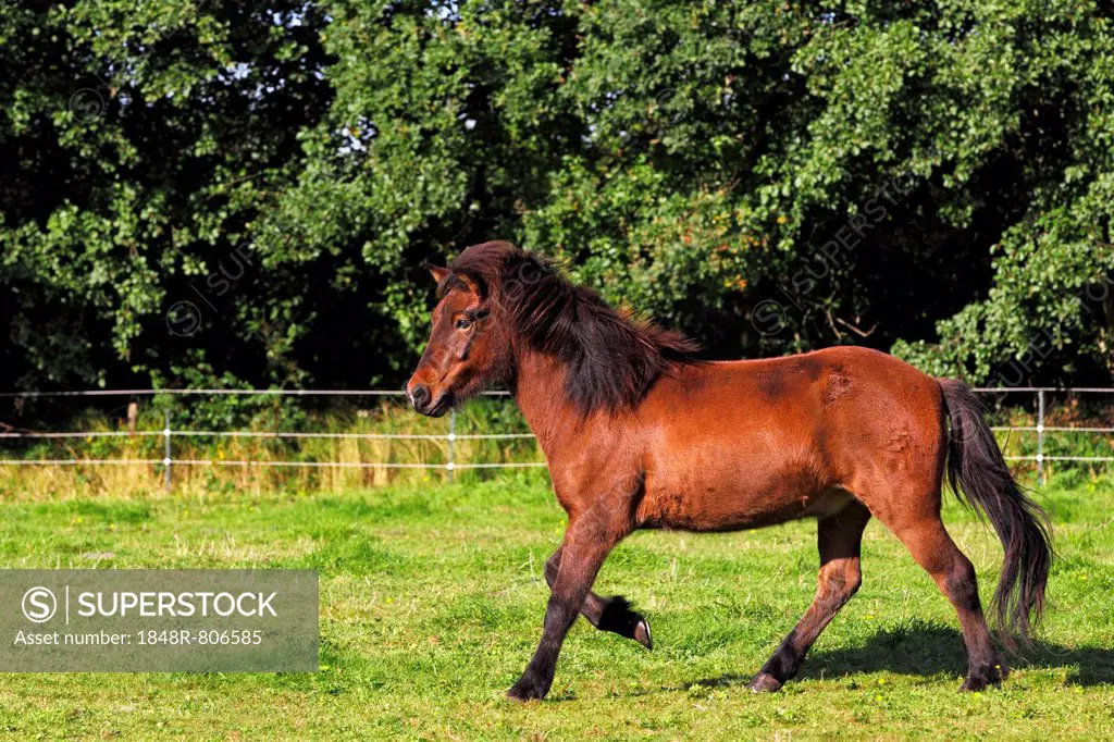 Icelandic horse (Equus przewalskii f caballus), gelding in the pasture