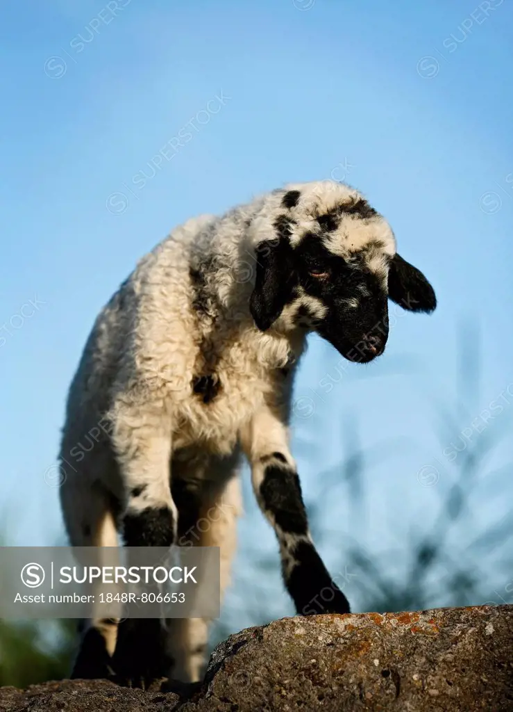 Black and white lamb standing on a rock