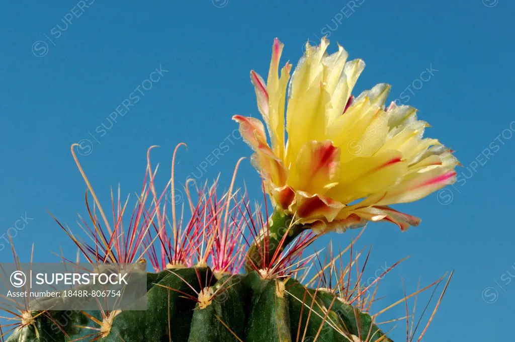 Yellow blossom of an Echinopsis hybrid, Hedgehog Cactus, Sea-urchin Cactus or Easter Lily Cactus