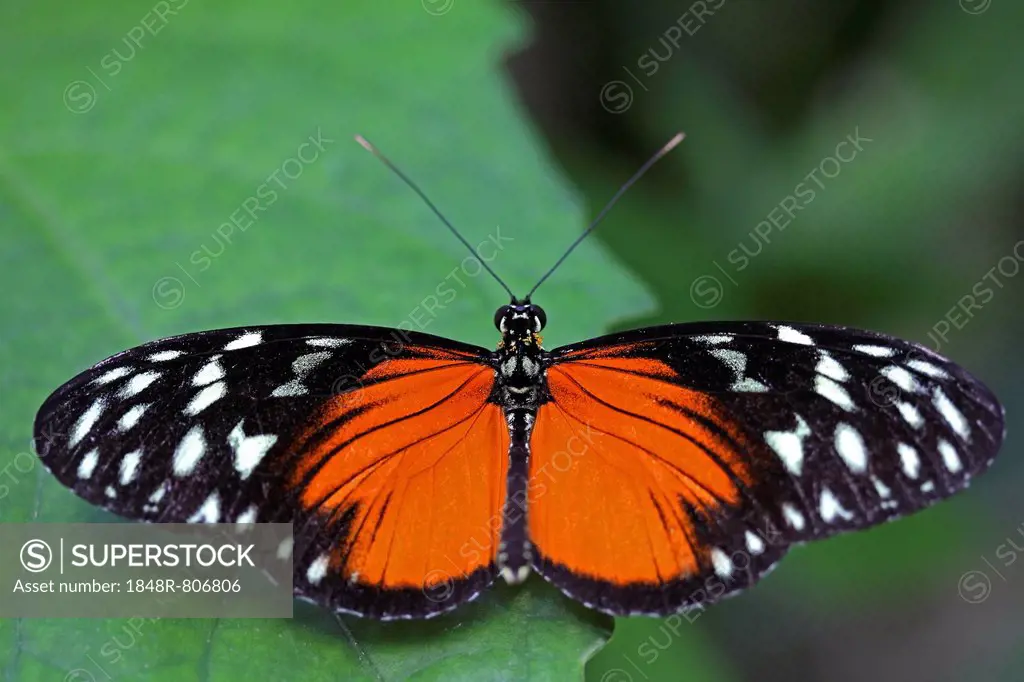 Longwing Butterfly (Heliconius sp.), with open wings, Mainau island, Baden-Wuerttemberg, Germany, Europe