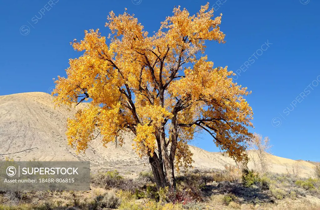 Fremont cottonwood (Populus fremontii), autumn leaves, Adobe Buttes, Ward Creek Road, Colorado, USA