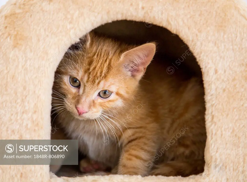 Young red tabby domestic cat in the cubby hole of a scratching post or cat tree