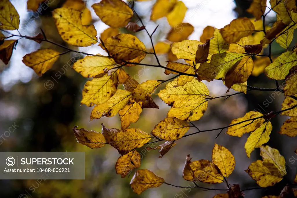 Beech tree foliage in an autumnal forest, Bavaria, Germany, Europe