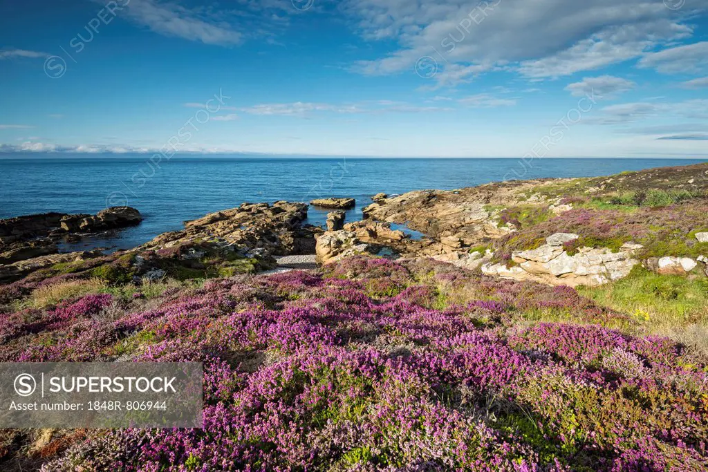 Rugged coastal landscape with flowering heather (Ericaceae) on the Moray Firth at Tarbat Ness, Scotland, United Kingdom, Europe