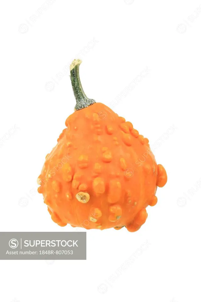 Orange ornamental warty gourd
