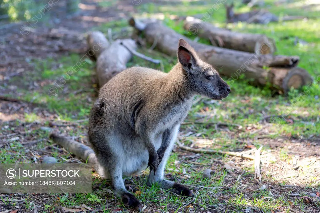 Red-necked Wallaby (Macropus rufogriseus), Northwood, Christchurch, Canterbury Region, New Zealand