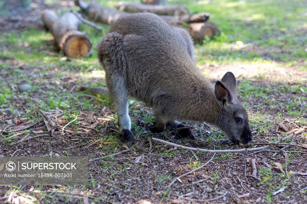 Red-necked Wallaby (Macropus rufogriseus) while feeding, Northwood, Christchurch, Canterbury Region, New Zealand